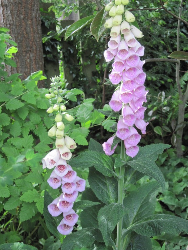 Pink foxgloves with dark spots, May 2025