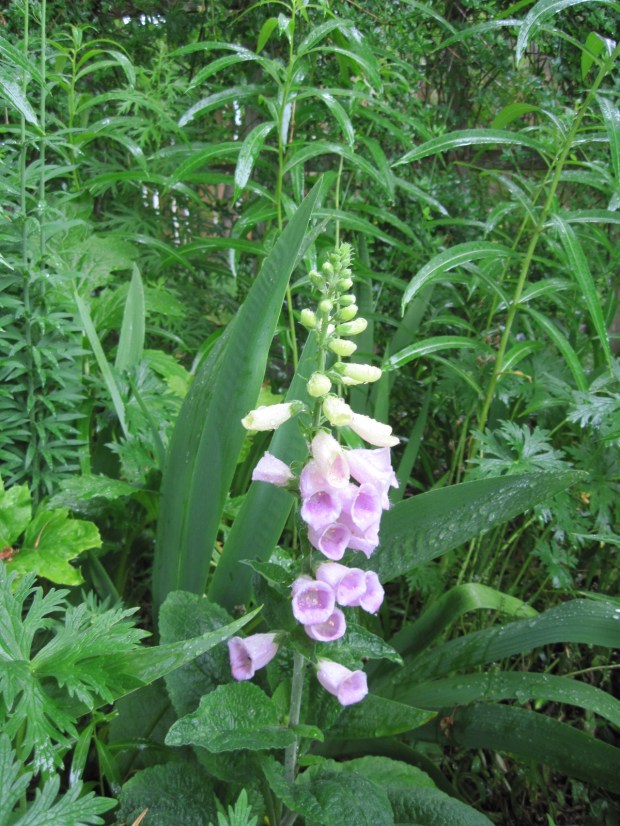 Light pink foxglove May 2025
