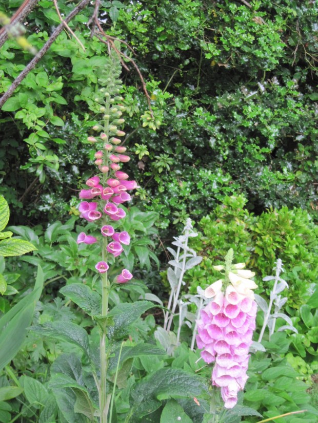 Two foxgloves, one dark pink and the other light pink