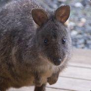 @ThePademelon