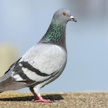 @PigeonZow