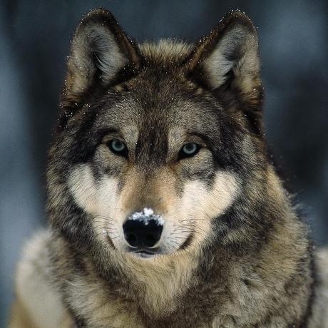 @Techwolfy