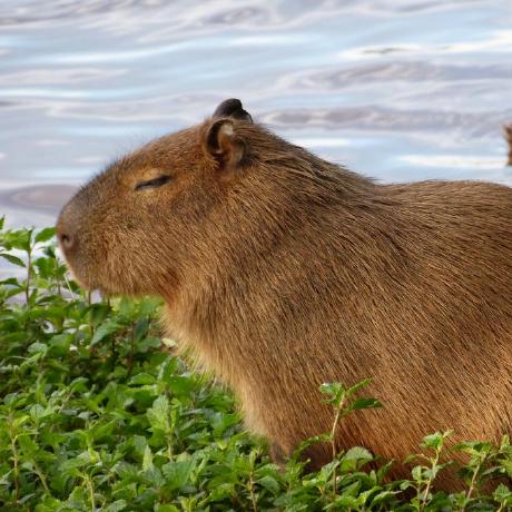 @chilled-capybara