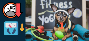 overweight great dane 1 Being Tex Being Tex dog with fitness tools