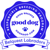 Good Dog