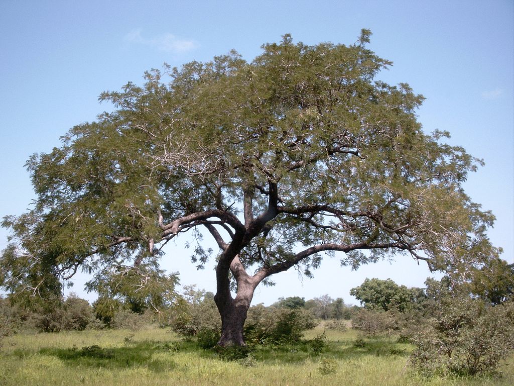 Abre de Néré