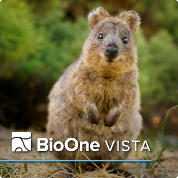 A quokka standing on its hind legs