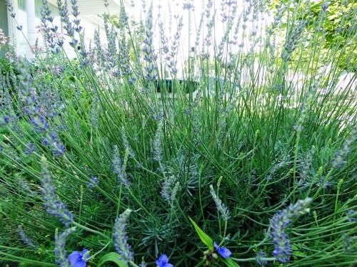 MagpiesNest Lavender2012 (1)