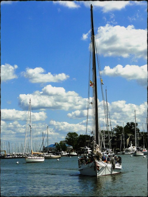 Patty Szymkowicz Annapolis Harbor