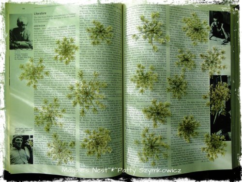 Queen Anne's Lace in book