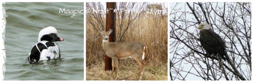 Point Lookout Wildlife