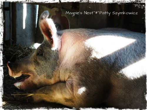 #11 Pig