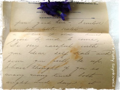 Feb 1906 pressed violets (1)