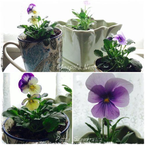 Patty Szymkowicz Violas