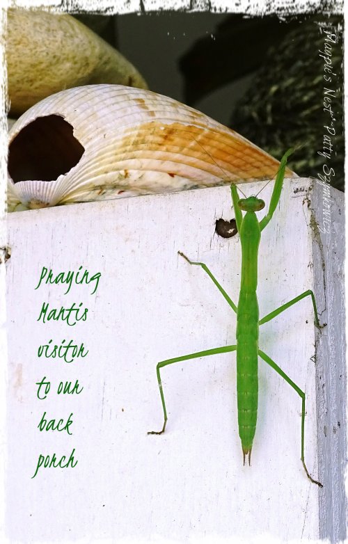 Magpie's Nest Praying Mantis