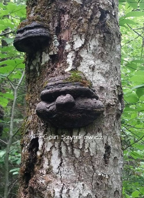 Colin Szymkowicz Woodsman