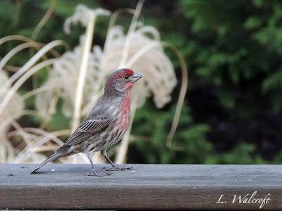 male finch