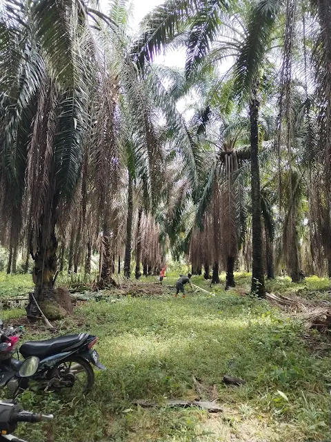 Pruning pelepah sawit kebun arwah abah guna galah fibre & sabit Kebun sawit