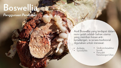 Pain Relief Caplet Shaklee Dengan Ekstrak Boswellia Kembali Pain Relief Caplet Shaklee Dengan Ekstrak Boswellia Kembali