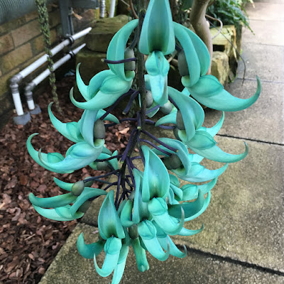 Jade Vine at Cambridge University Botanic Garden Jade Vine at Cambridge University Botanic Garden