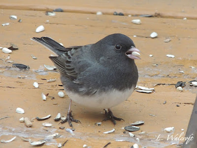 gray and white bird