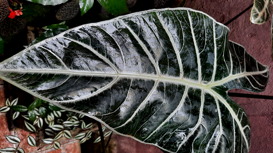 Alocasia Cómo cuidar las plantas de interior dependiendo la estación del año