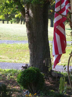 sqirrel under tree