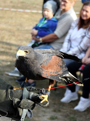 myszołowiec Miracolo, myszołowiec towarzyski, myszołowiec (Parabuteo unicinctus)