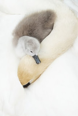 “Mute Swans, Derbyshire, UK” by Andy Parkinson
