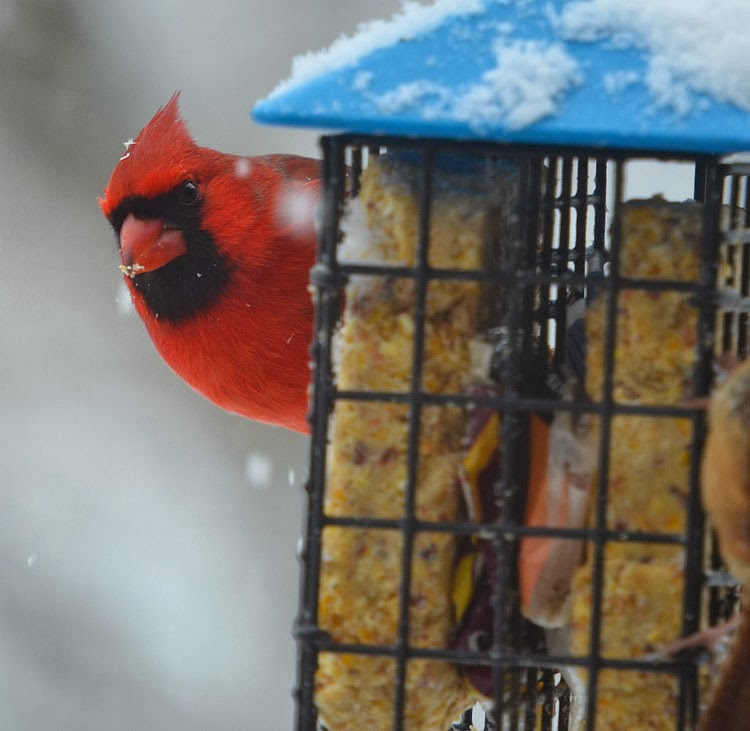 Northern Cardinal fueling up with fat and calorie-rich suet during a snowstorm. A beautiful red northern cardinal clings to a suet feeder. Normally cardinals are perching birds and will not exhibit this kind of behavior.