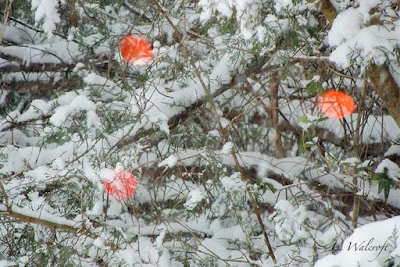 Snowy branches