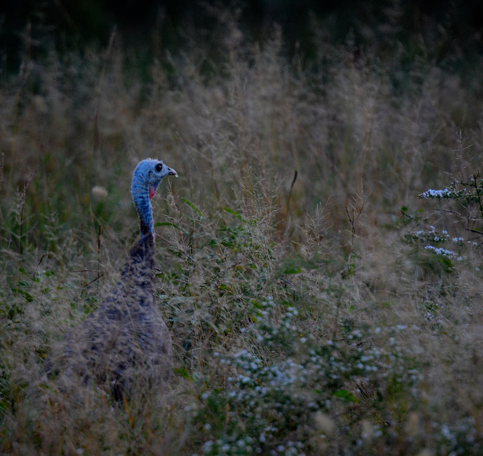 A turkey foraging in dew-soaked grass in our backyard.