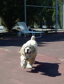 cocker spaniel