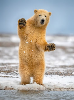 “Polar Bear Wave, Barter Island, Beaufort Sea, Alaska, USA” by Jennifer R. Bellon