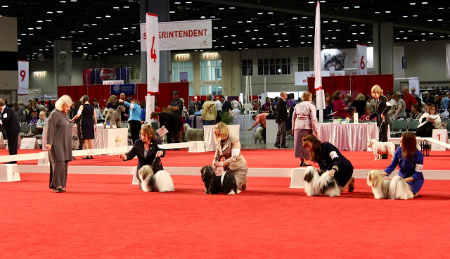 Havanese AKC National Championship Dog Show Royal Canin #AKCDogShow #TheBigDogShow #RoyalCaninDogs