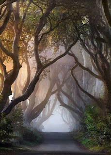A Path Through The Woods