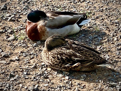 Ducks
