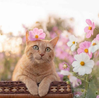 Flower Crown Feline: A Portrait of Springtime Charm