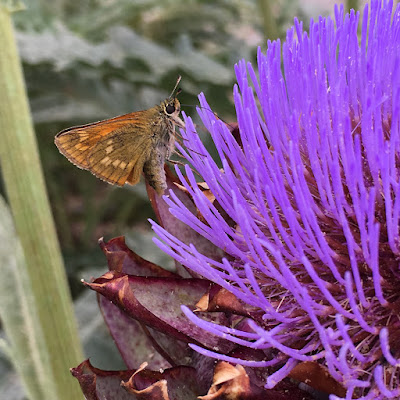 Moth on an artichoke flower Moth on an artichoke flower