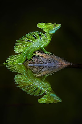 “Green Basilisk, Boca Tapada, Costa Rica” by Petr Bambousek