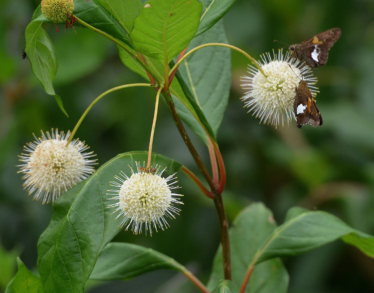 Buttonbush flowers are insect pollinated, so it makes sense the flower would be fragrant to advertise that it has nectar. Strong-scented flowers during the day attract bees and butterflies, but flowers that have a stronger scent in the evening and night attract moths and bats. Silver-spotted Skippers and Tiger Swallowtails were all over these flowers.