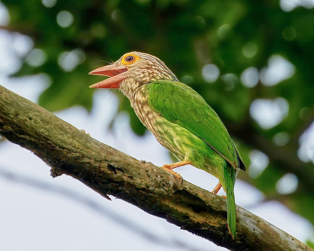Burung Takur Kukup - Lineated Barbet Burung Takur Kukup - Lineated Barbet