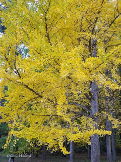 yellow trees