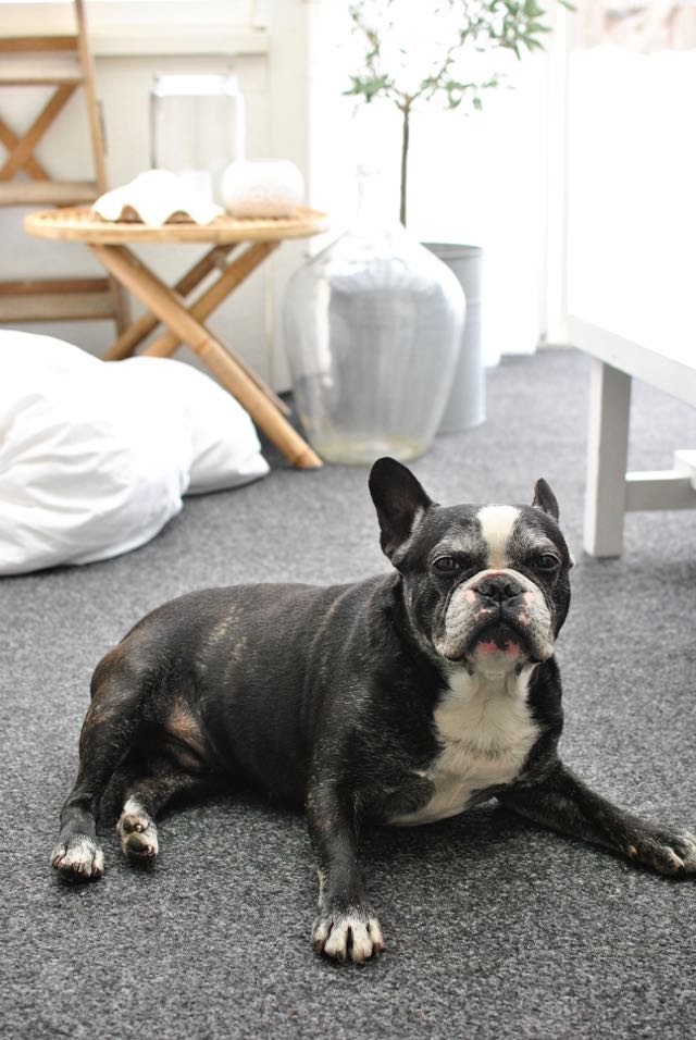 hannashantverk @bosse_thefrenchhotdog