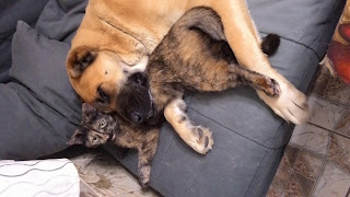 алабай и кошки