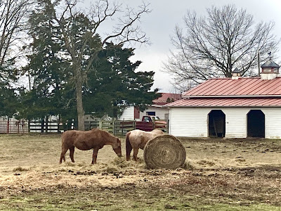 Horses
