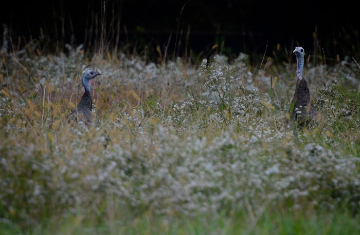 ...again our sweet turkeys pop up to see if the lady with the camera is still there stalking them.