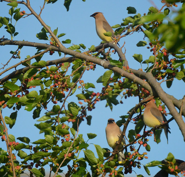 Regal-looking Cedar Waxwings survey the mulberry tree looking for the juiciest berries to gobble down!