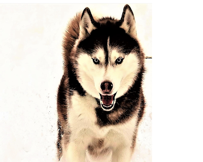 10 Siberian Husky Dog Facts 10 Siberian Husky Dog Facts, Huskies, Should I get a Husky? Husky facts