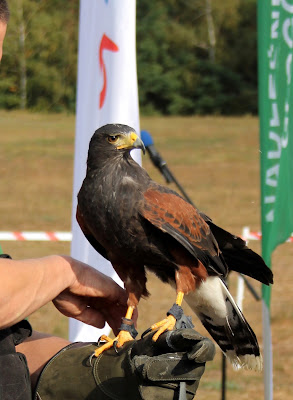 myszołowiec Miracolo, myszołowiec towarzyski, myszołowiec (Parabuteo unicinctus)